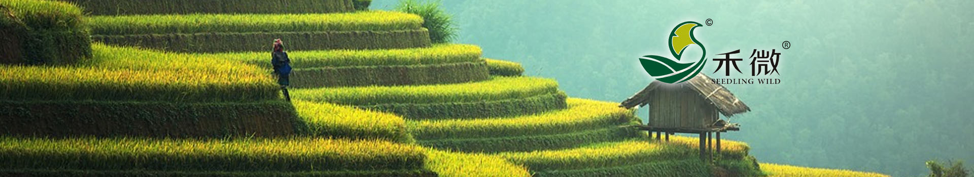 火狐全站:2015-20年中國含氨基酸水溶肥料行業市場远景及投資戰略咨詢報告